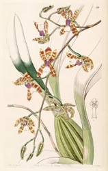 Miltonioidesサブユニット（syn。Oncidiumまたはsmooth）